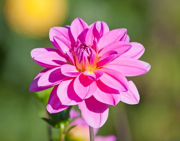 Dália virág — Stock Fotó