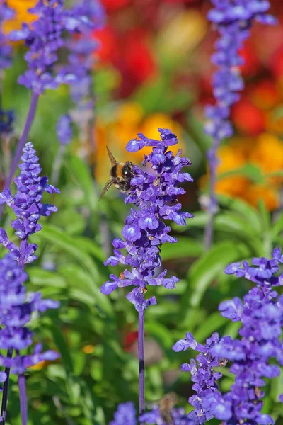 stock image Bumblebee on lavender