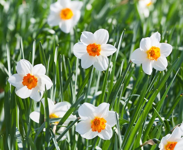 Kvetoucí Narcis — Stock fotografie