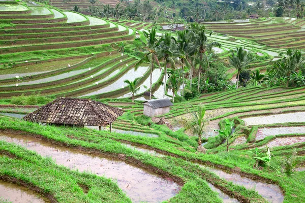 stock image Rice field