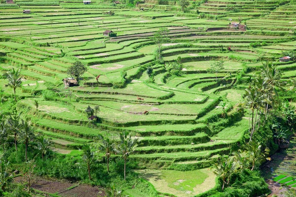 stock image Rice field