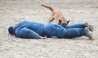 Polis Köpeği