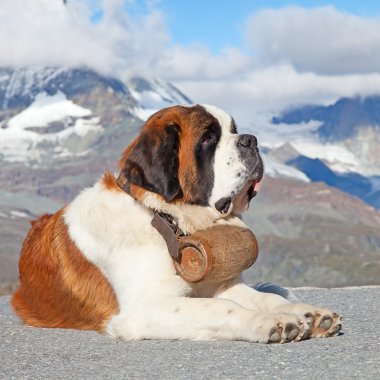 St. Bernard Dog clipart