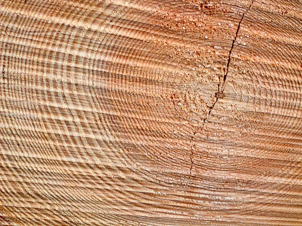 Свежий деревянный шип — стоковое фото