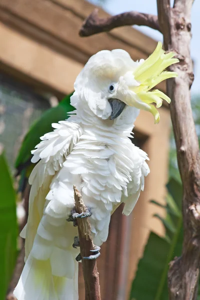 Cockatoo solforato — Foto Stock