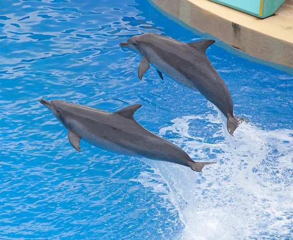 Delfín mular —  Fotos de Stock
