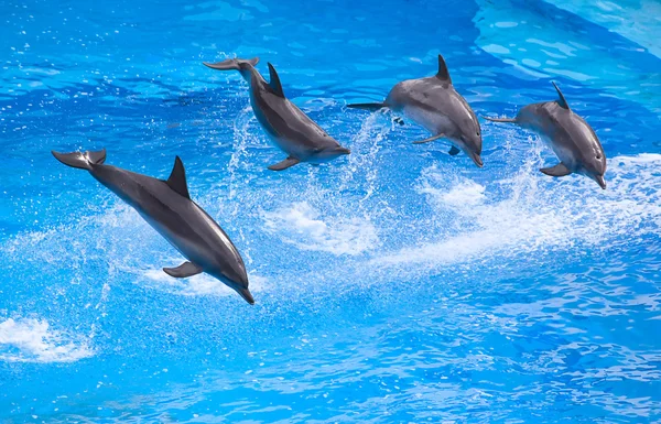 Delfín mular — Foto de Stock