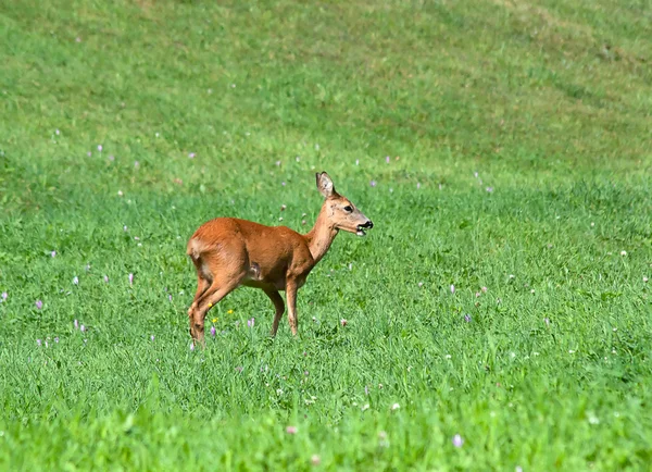 stock image Roe Deer