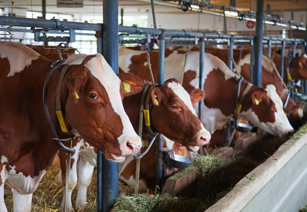 Granja moderna de vacas suizas — Foto de Stock