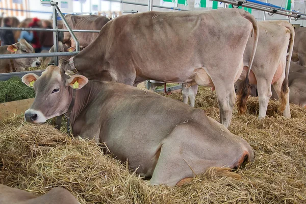 Allevamento bovino svizzero — Foto Stock