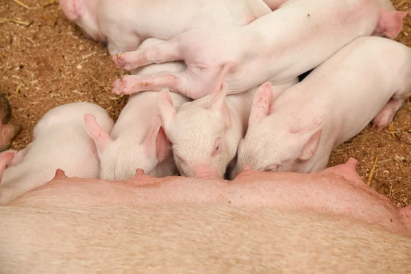 Genç domuzlar — Stok fotoğraf