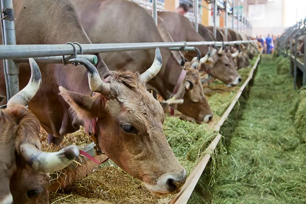 Zwitserse koe boerderij — Stockfoto