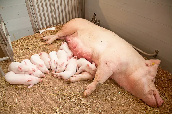 Młode świnie — Zdjęcie stockowe