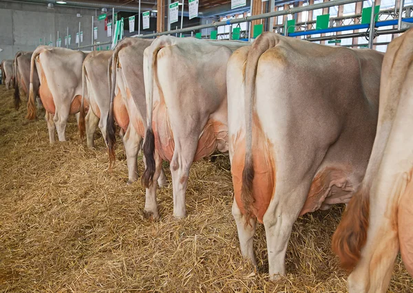 Swiss cow rolnicze — Zdjęcie stockowe