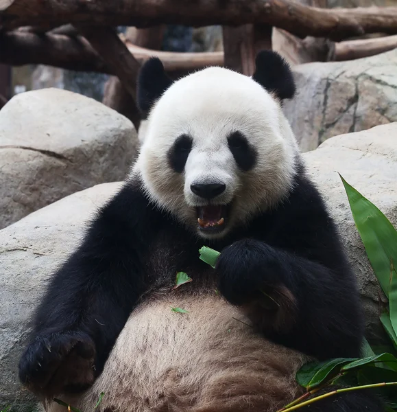Panda bear — Stock Photo, Image