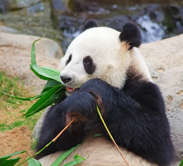 Pandabär lizenzfreie Stockfotos