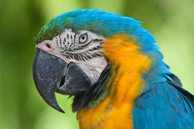 Blue-and-yellow Macaw clipart