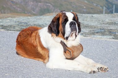 St. Bernard Dog clipart