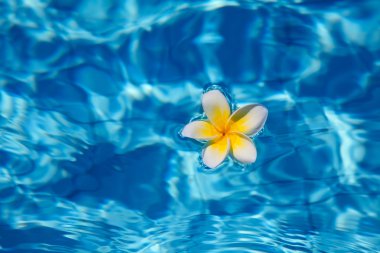 Tropical frangipani flower in water clipart