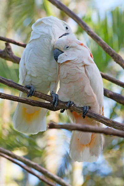 Par de papagaios de cacatua — Fotografia de Stock