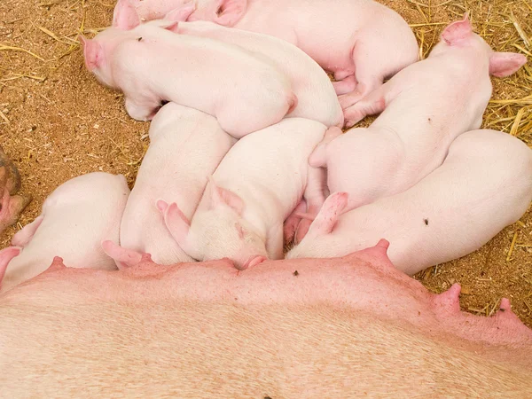 Młode świnie — Zdjęcie stockowe