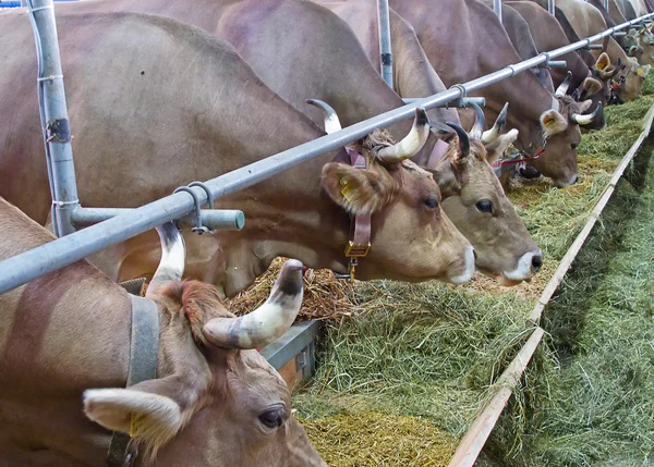 瑞士奶牛场 — 图库照片