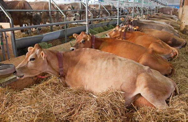 Allevamento bovino svizzero — Foto Stock