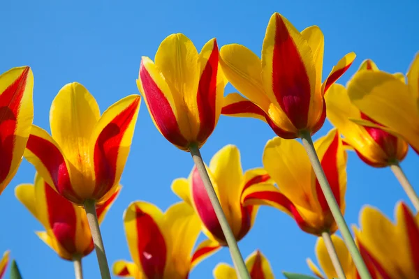 stock image Tulips