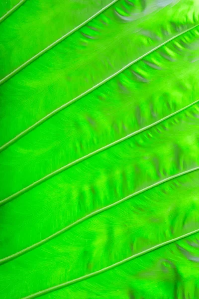 Palmboom textuur — Stockfoto