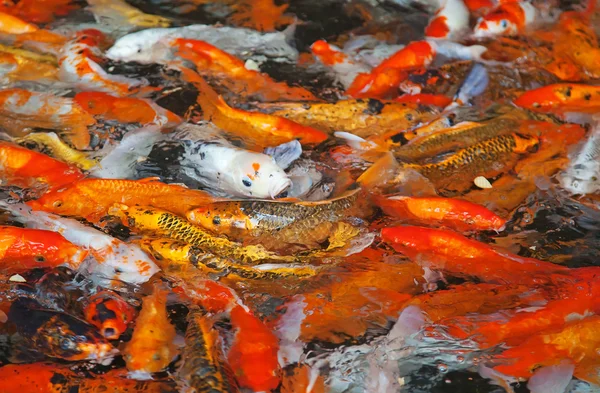 stock image Colorful Koi fish