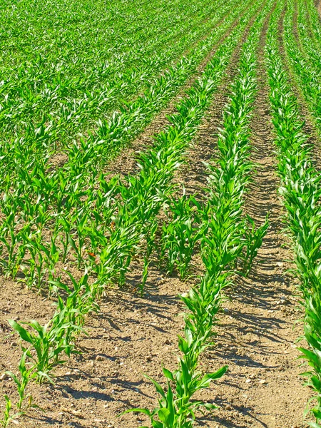 Młoda kukurydza — Zdjęcie stockowe