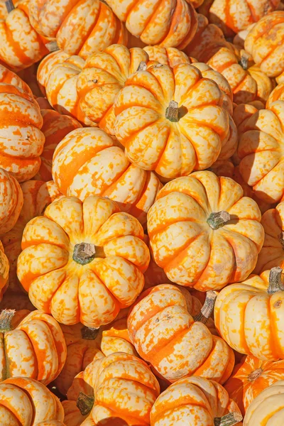 stock image Colorful pumpkins