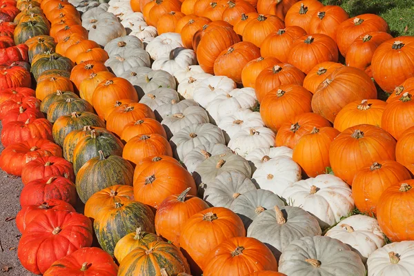 stock image Colorful pumpkins