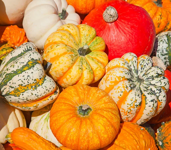 Stock image Colorful pumpkins