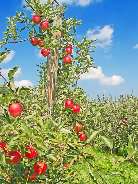แอปเปิล การ์เด้น — ภาพถ่ายสต็อก