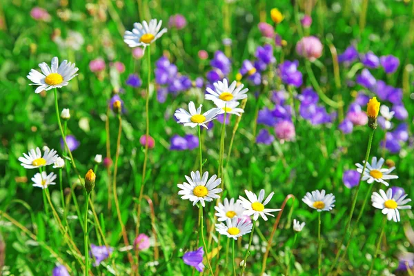 stock image Alpine camomiles