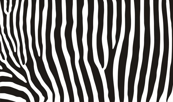 Zebra tekstura — Zdjęcie stockowe