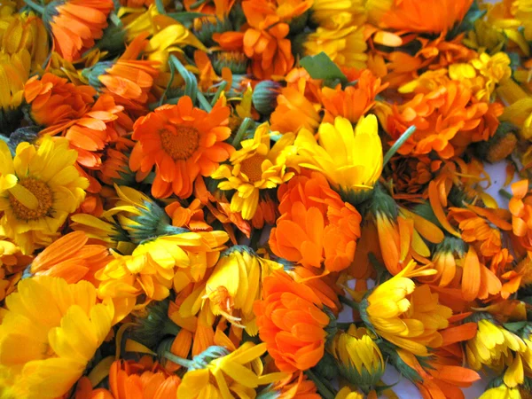 stock image Calendula