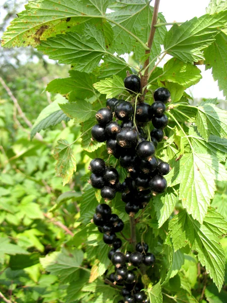 stock image Currant