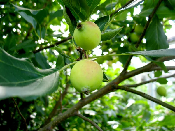 Apple tree — Stock Photo, Image