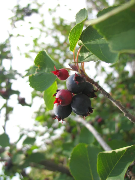 stock image Shadberry tree