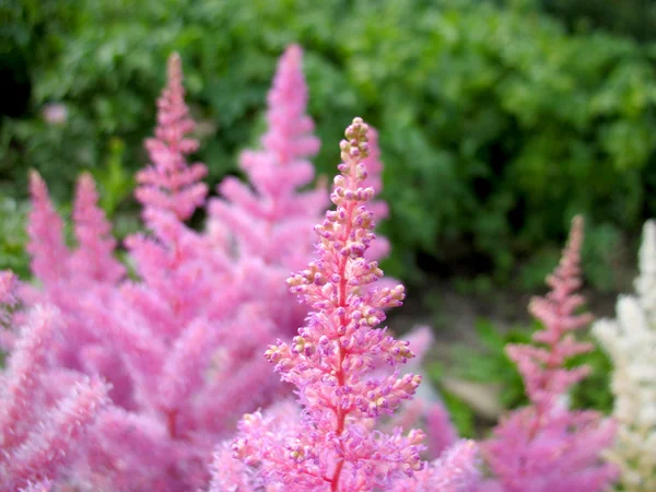 stock image Pink blossoming