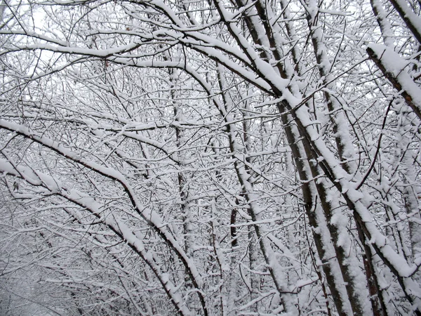 stock image Snowcovered branches in winter forest