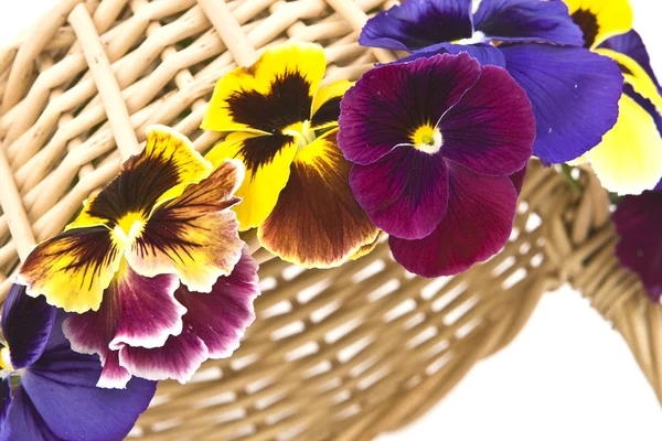 Hanging basket with violets. — Stock Photo, Image