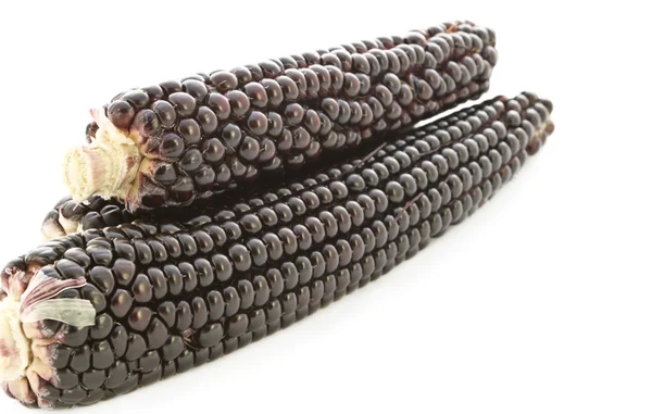 Corn decorative. — Stock Photo, Image