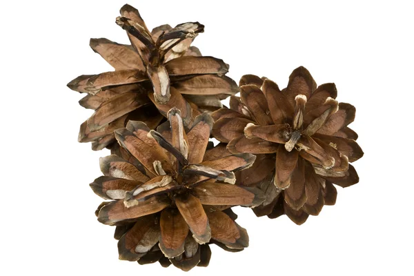 stock image Pine cones.