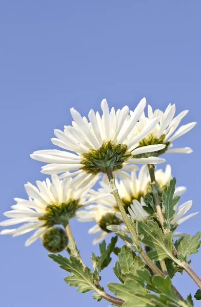 Bílé chryzantémy. — Stock fotografie