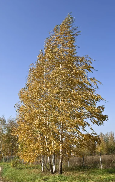 stock image The birch tree in the wind.