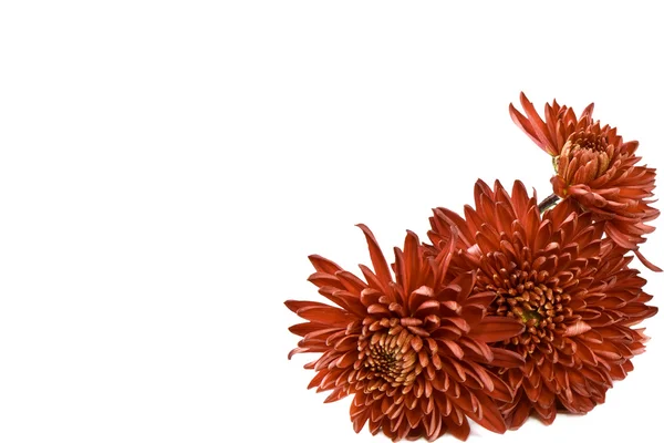 Drei Chrysanthemen. — Stockfoto