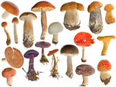 kolekce devatenáct houby izolované na bílém